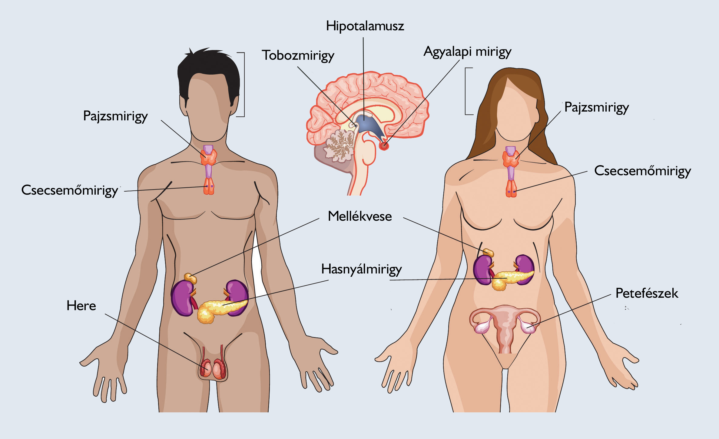 10 jel, mely pajzsmirigy betegségre utalhat Hormonális rendellenességek. ízületi fájdalom