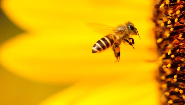 Molekuláris méh- és darázscsípés allergiavizsgálat