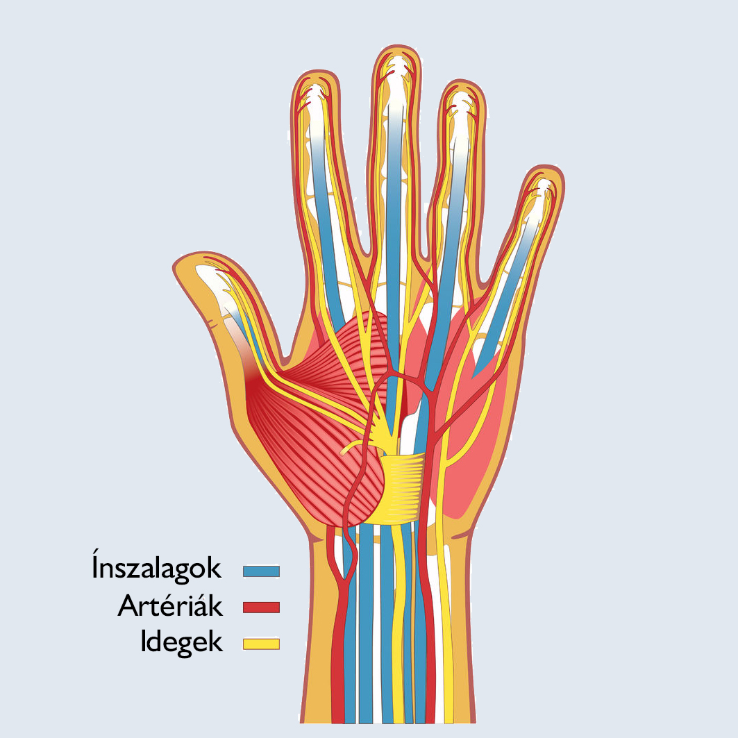 A kéz anatómiája