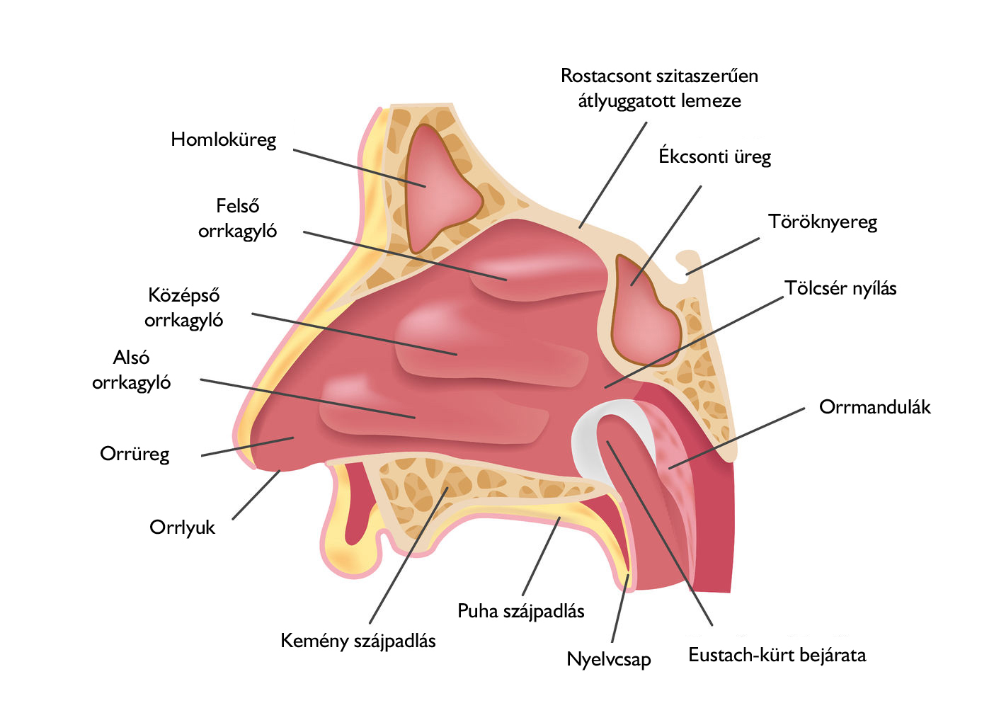 Oropharyngeal Cancer Anatomy ‣ THANC Guide