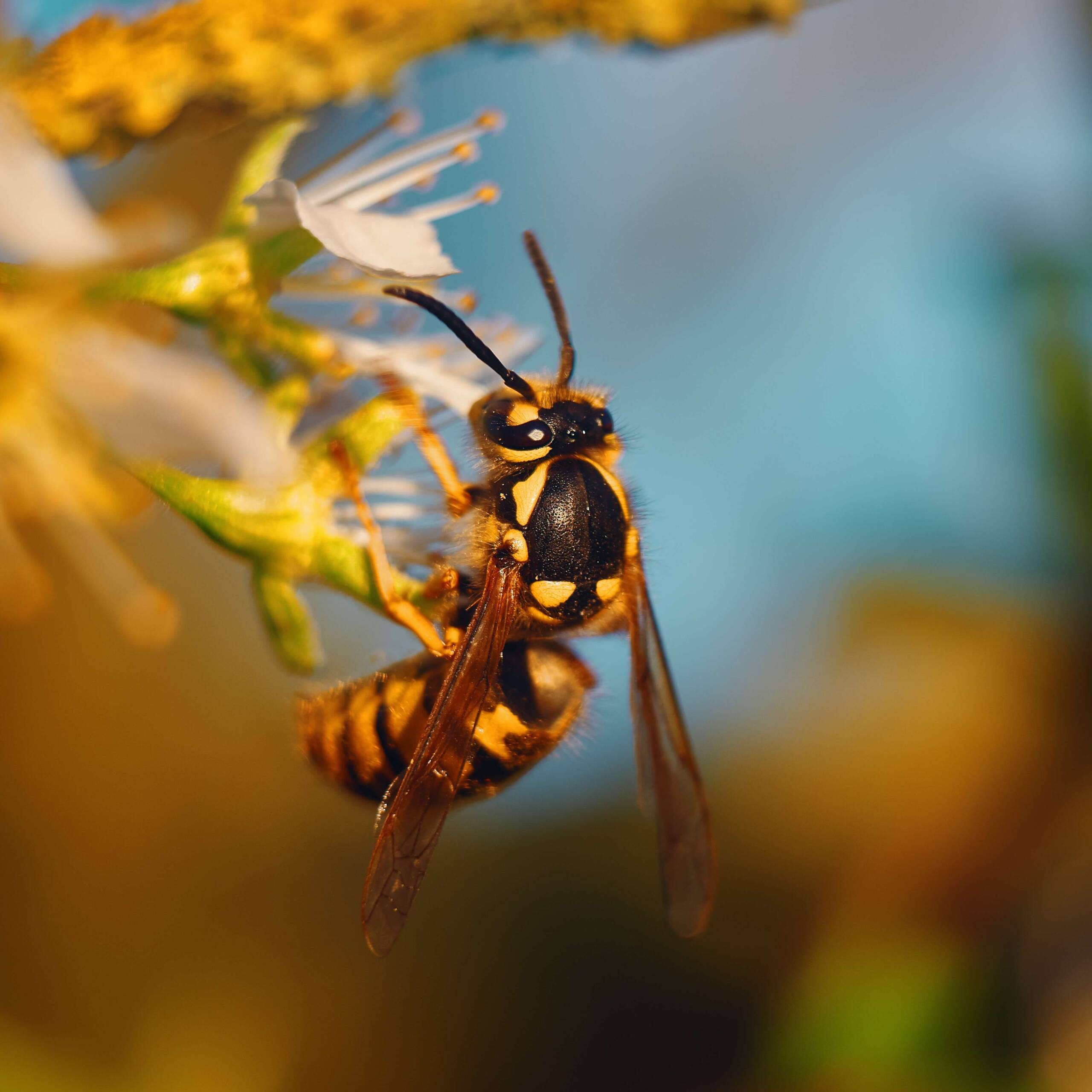 A méhek és darazsak csípése által a szervezetbe juttatott méreganyag az arra érzékenyeknél heves allergiás reakciót válthat ki.
