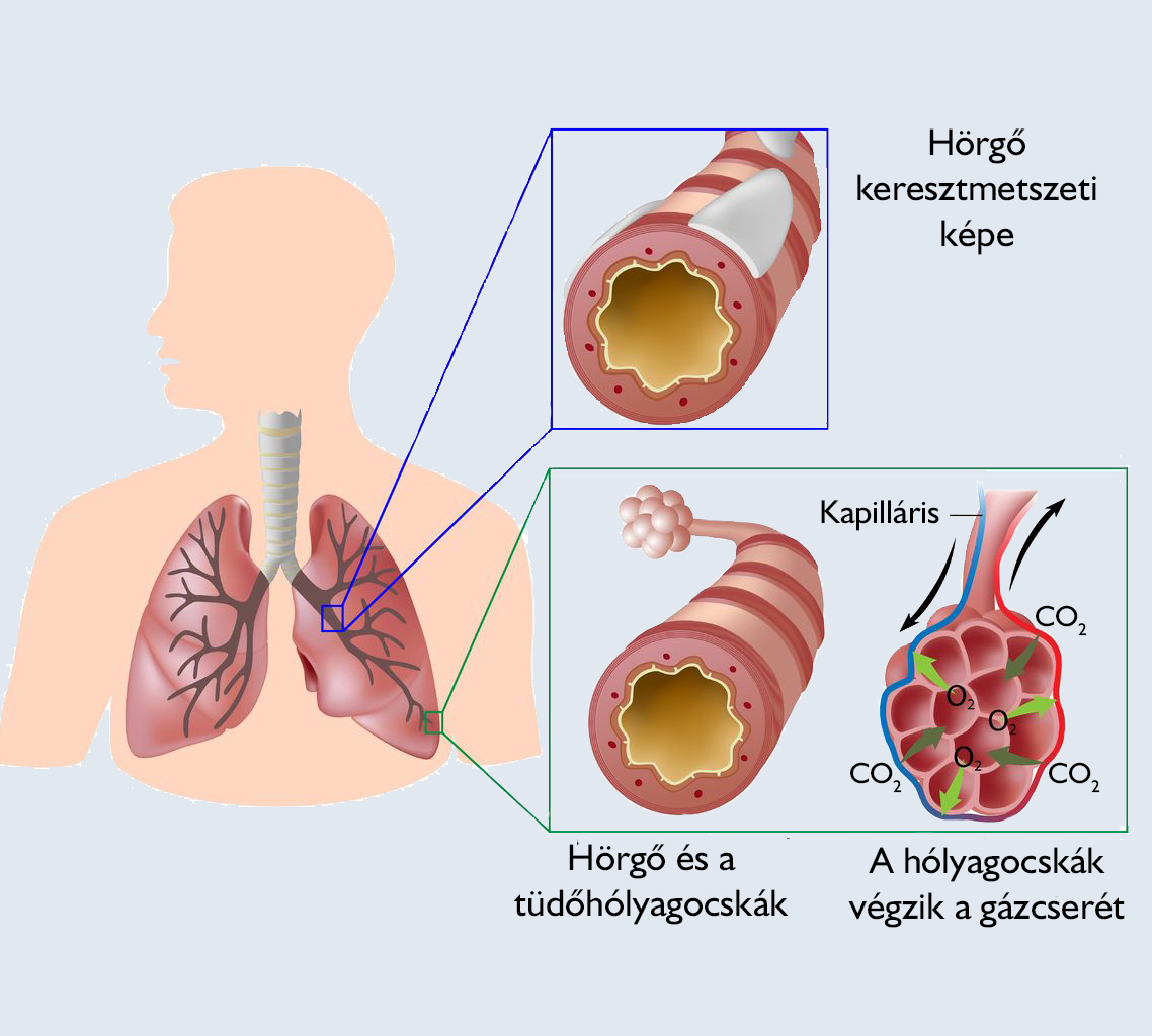 A tüdő anatómiája