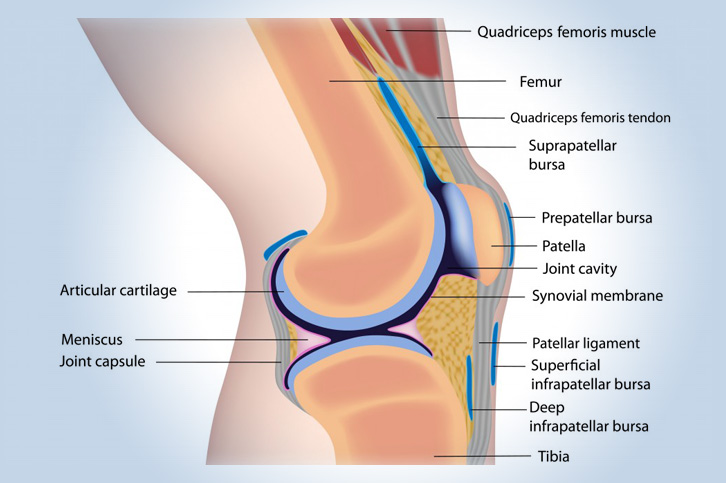 knee anatomy